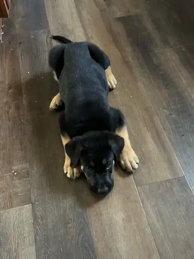 German shepherd mix puppies. 2 of them. Recently adopted but had a family matter come up and can no...