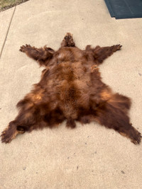 BEAR HIDES FOR SALE (TANNED)