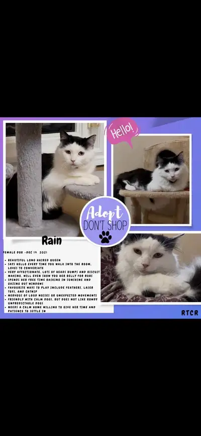 Rain-spayed female for adoption!!, View more