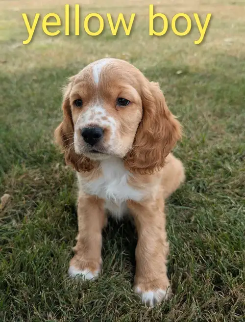 Kenzie & Ollie have a beautiful litter of puppies that are ready to join your family. There are 5 bo...