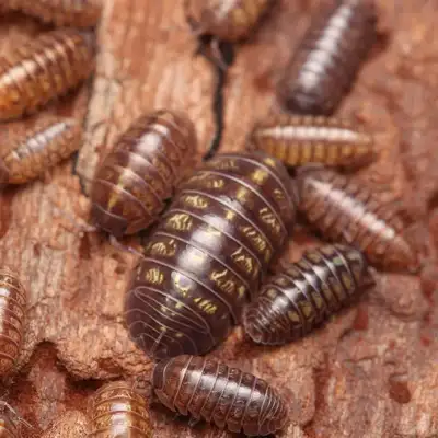 Roly Poly Isopods, View more