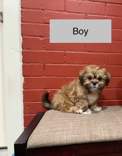 Beautiful Shih-Tzu x Bichon Frise Puppies! Ready Now! Shichon ❤️, View more