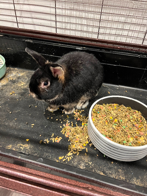 Bunnies need new home in Small Animals for Rehoming in Oshawa / Durham Region