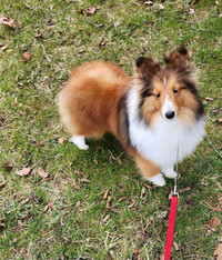 SOLD - Registered Sheltie, sable boy, 13" tall.  ALL SHOTS
