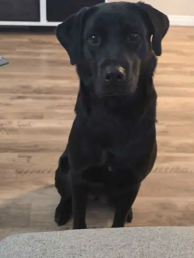 female, 1 year old labrador/rott. she is sweet and shes been around kids and small dogs, loves to go...