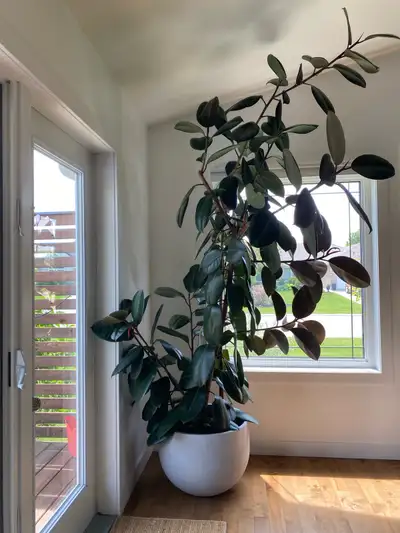 Rubber Tree (Ficus Elastica), View more