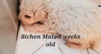 Bichon puppy and Chihuahuas mix for Sale