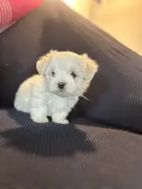 Maltese, only one Puppy left