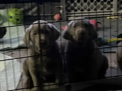 Silver Lab puppies, View more