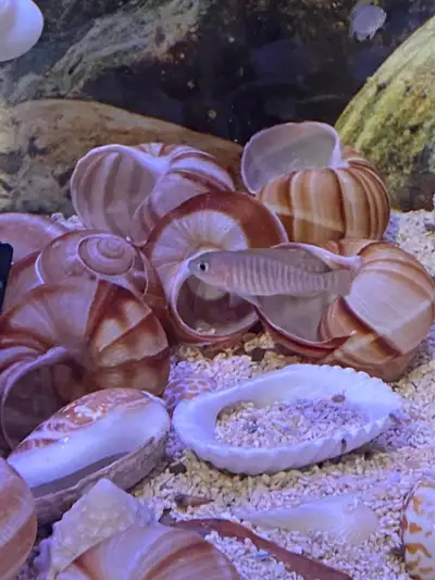 Shell Dwellers for sale, View more