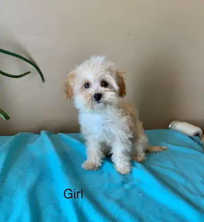 Maltipoo female, View more