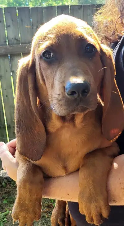 ukc Registered Redbone Coonhound Puppies, View more