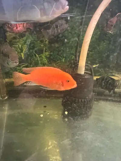 Red zebra cichlid 3.5 inches, View more