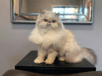 Gorgeous Registered Exotic Persian kittens!