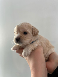 Cavapom Puppies for Sale