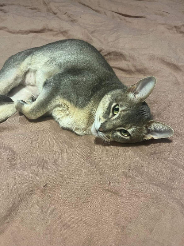 Chat Abyssin A Donner Chats Et Chatons A Adopter Laurentides Kijiji