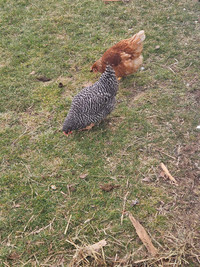 Flock Reduction Sale- Young  Laying Hens