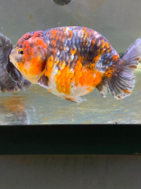 High quality fancy Goldfish for sale!!