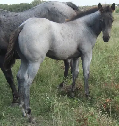 ROAN quarter horses for sale FILLIES and STUD, View more