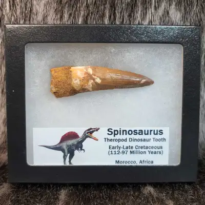 I have a bunch of real dinosaur teeth for sale, along with other prehistoric creatures. I have spino...
