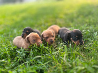Mini  Dachshund Puppies 