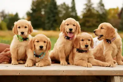 Golden Retriever Puppies, View more