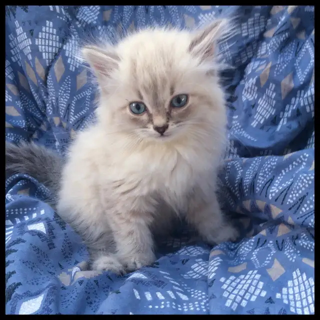 Siberian Kittens (Neva Masquerade). Hypoallergenic/Low Allergen