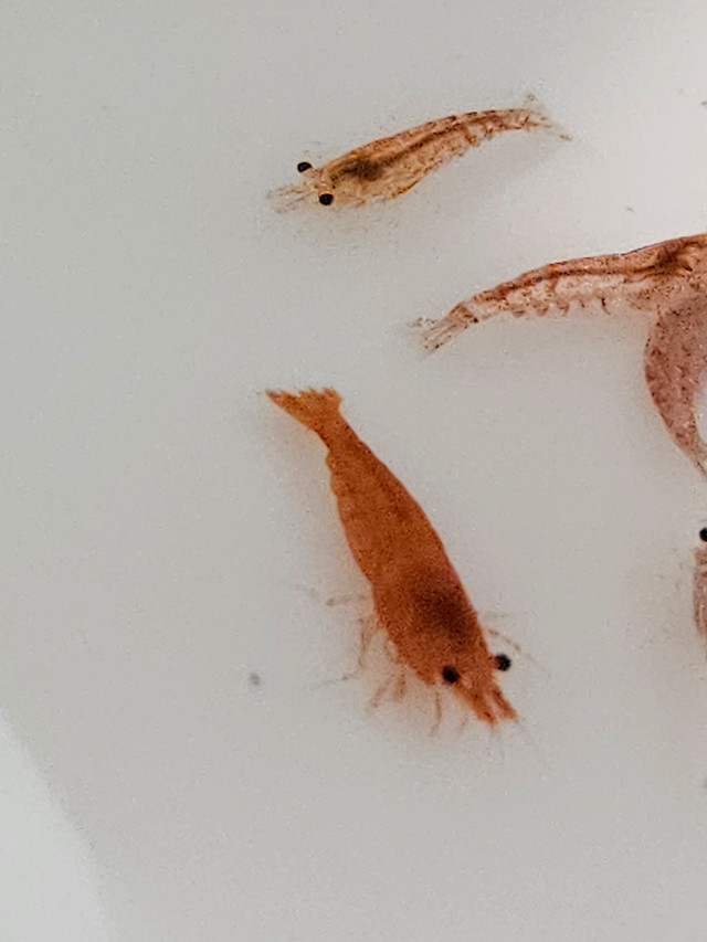 6x Super red and red cherry blossom fresh water pet shrimp in Other in City of Toronto - Image 3