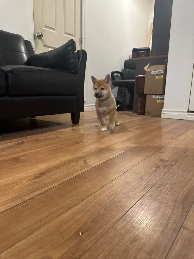 Shiba inu pure race pur bred in Dogs & Puppies for Rehoming in City of Montréal - Image 7