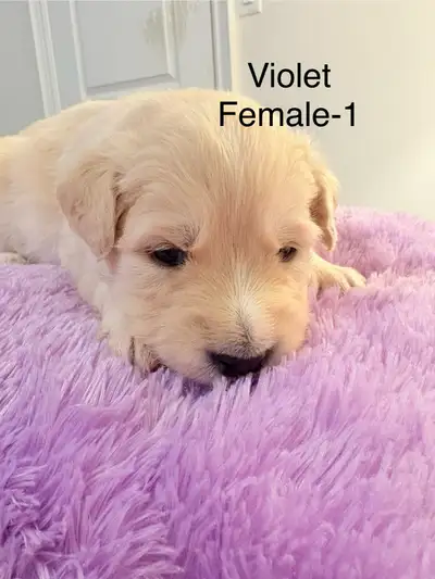 golden Sammy cute puppies, View more