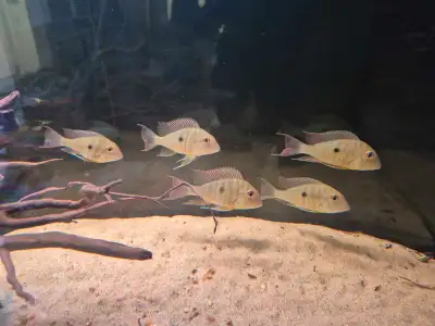 Geophagus surinamensis, View more