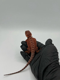 STUNNING BEARDED DRAGONS AVAIL ON SITE!!