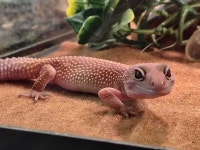 baby leopard gecko Kawartha Lakes Peterborough Area Preview