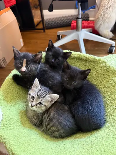 Two Kittens Left, View more