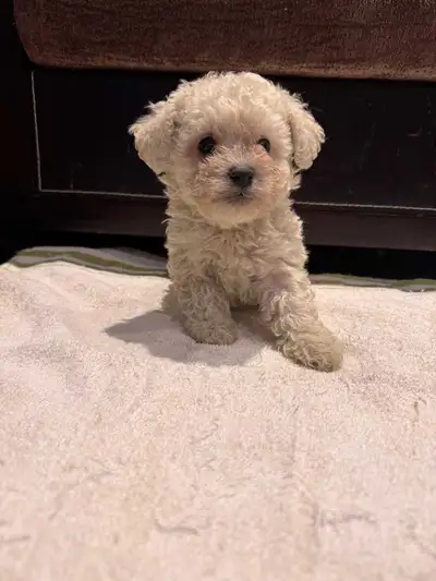 Bichonpoo Puppies !!, View more