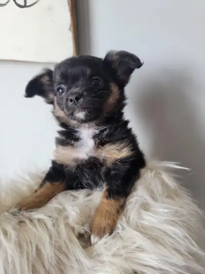 Beautiful Purebred Longhaired Chihuahua puppies, View more
