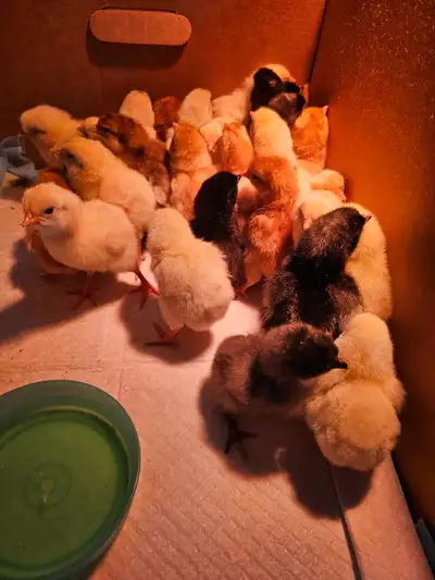 day old chicks, View more