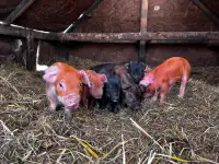 Weaner piglets - certified organic