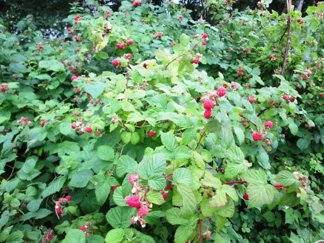Raspberry plants - from $2 ea in Plants, Fertilizer & Soil in City of Toronto - Image 4