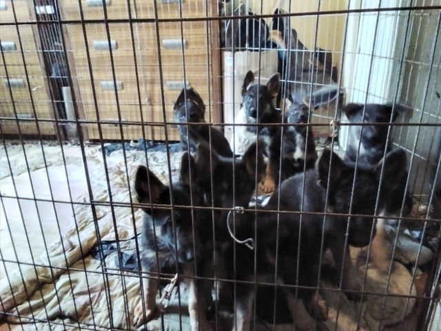 Pure bred German Shepherd pups. Working breed, born Dec 26 2023 in Dogs & Puppies for Rehoming in Penticton
