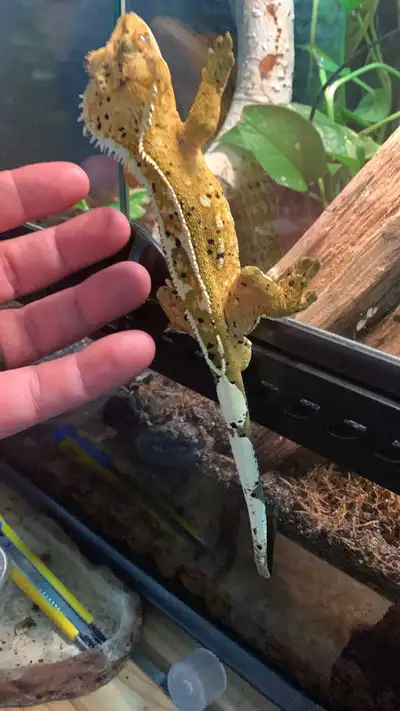 Male Crested Geckos (proven breeders), View more