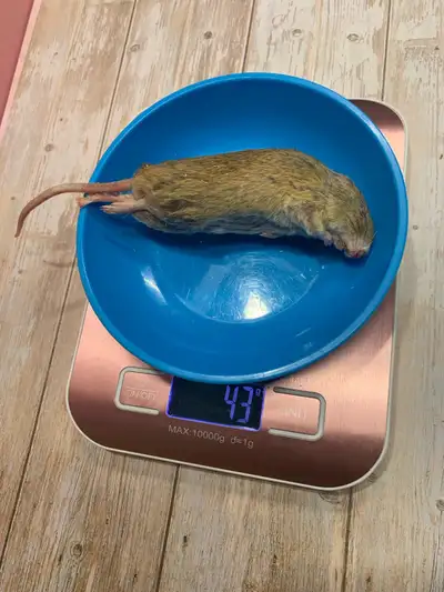 Large ASF Frozen Feeders, View more