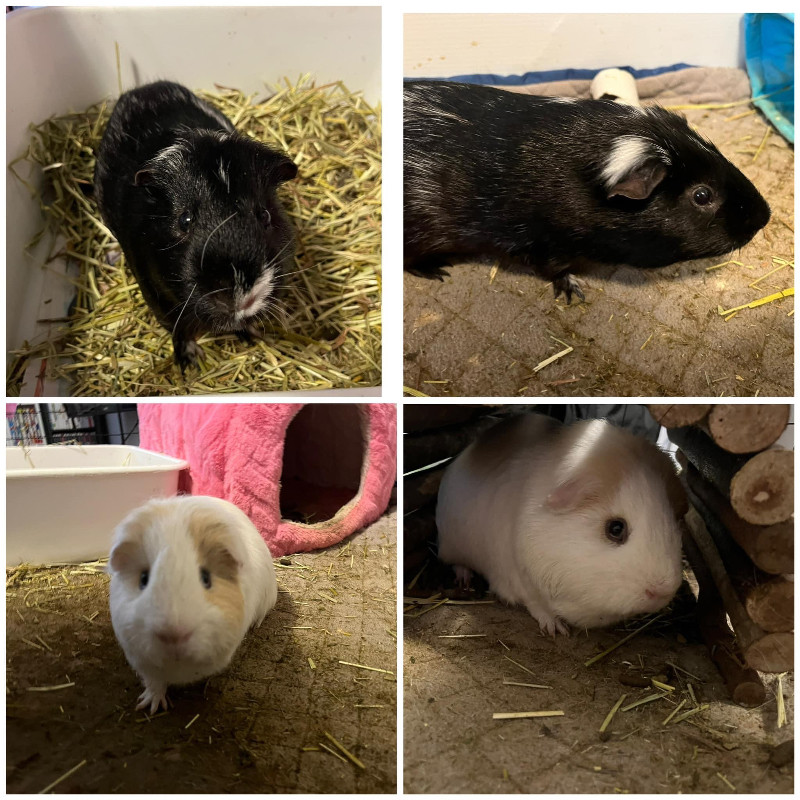 2Guinea pigs and c&c cage, liners and everything you need Small Animals for Rehoming