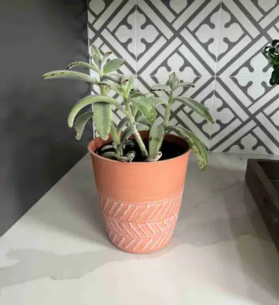 panda plant , View more