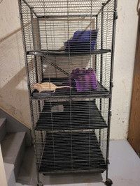 Rats with big cage 