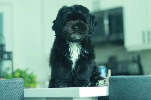 Last Shipoo Puppy Available – Ready for Her Forever Home! in Dogs & Puppies for Rehoming in Thunder Bay - Image 3
