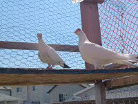 Beautiful pigeons