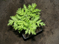 Herb seeds for sale.Artemisia annua (Sweet Annie)