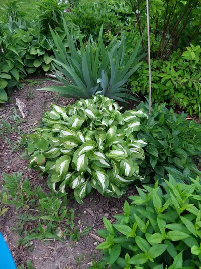 Perennial plants, View more