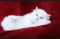 White Persian Boy Kitten 